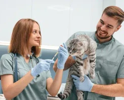 Cursos de Veterinaria