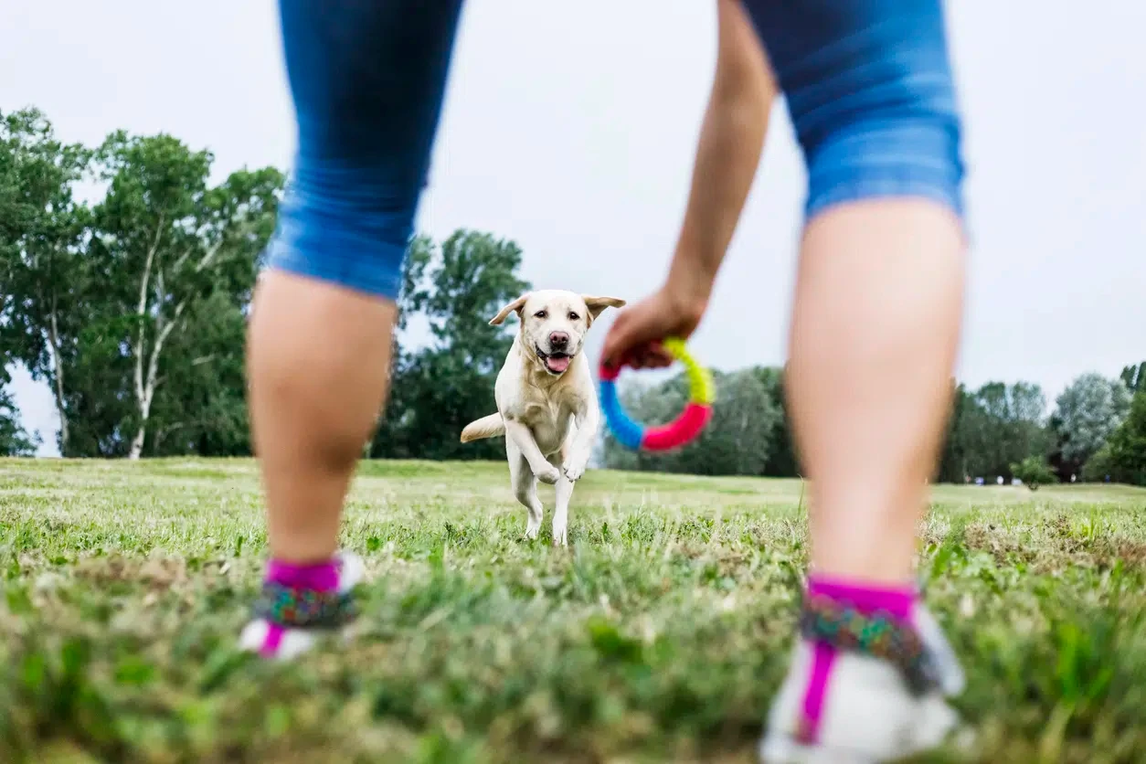 curso-de-adiestramiento-canino