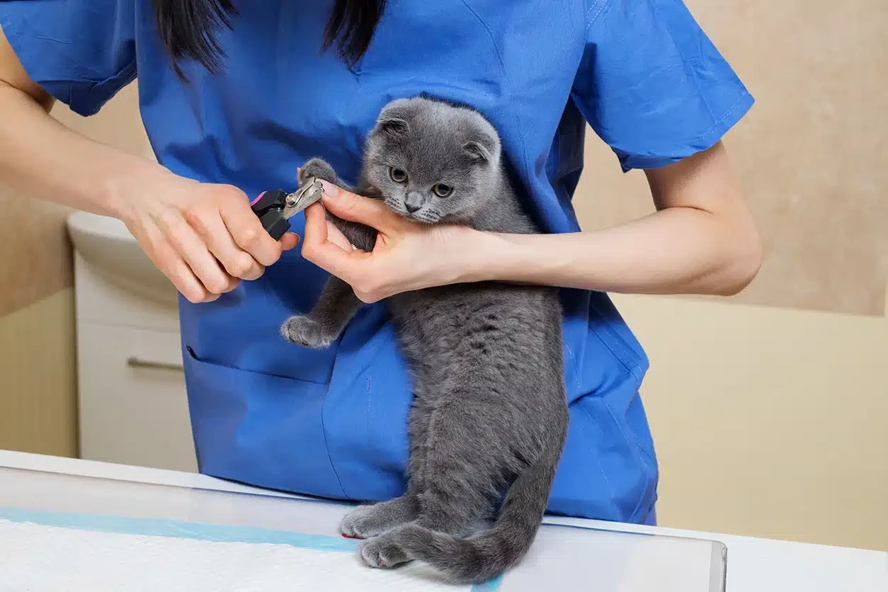 que-estudiar-trabajar-animales