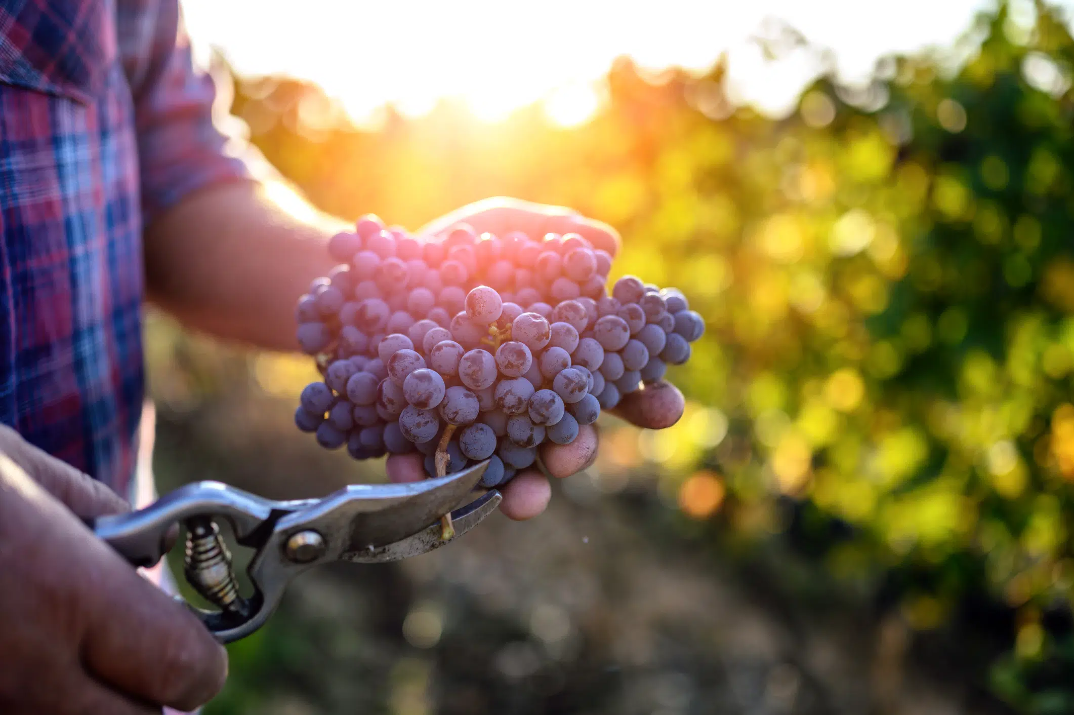 La importancia de la viticultura en España 
