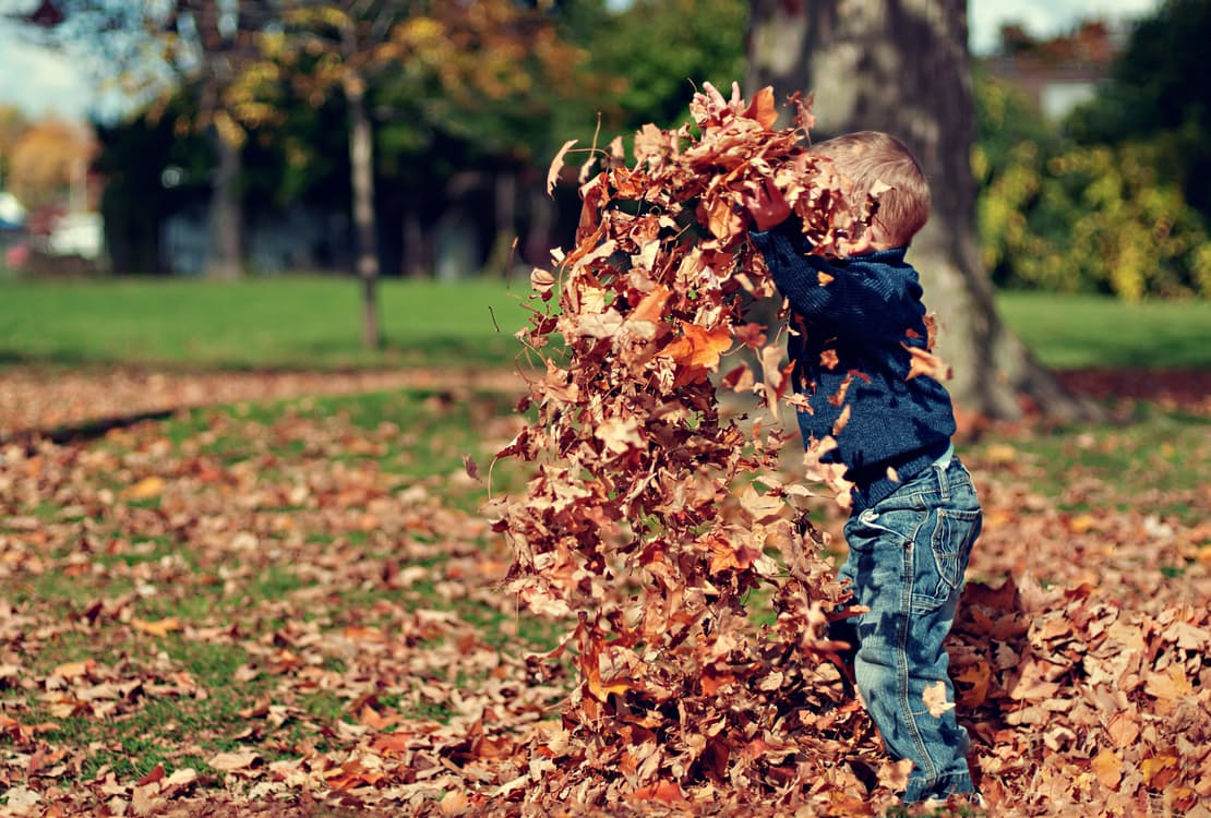 Hola otoño: Actividades para conocer el bosque en educación infantil